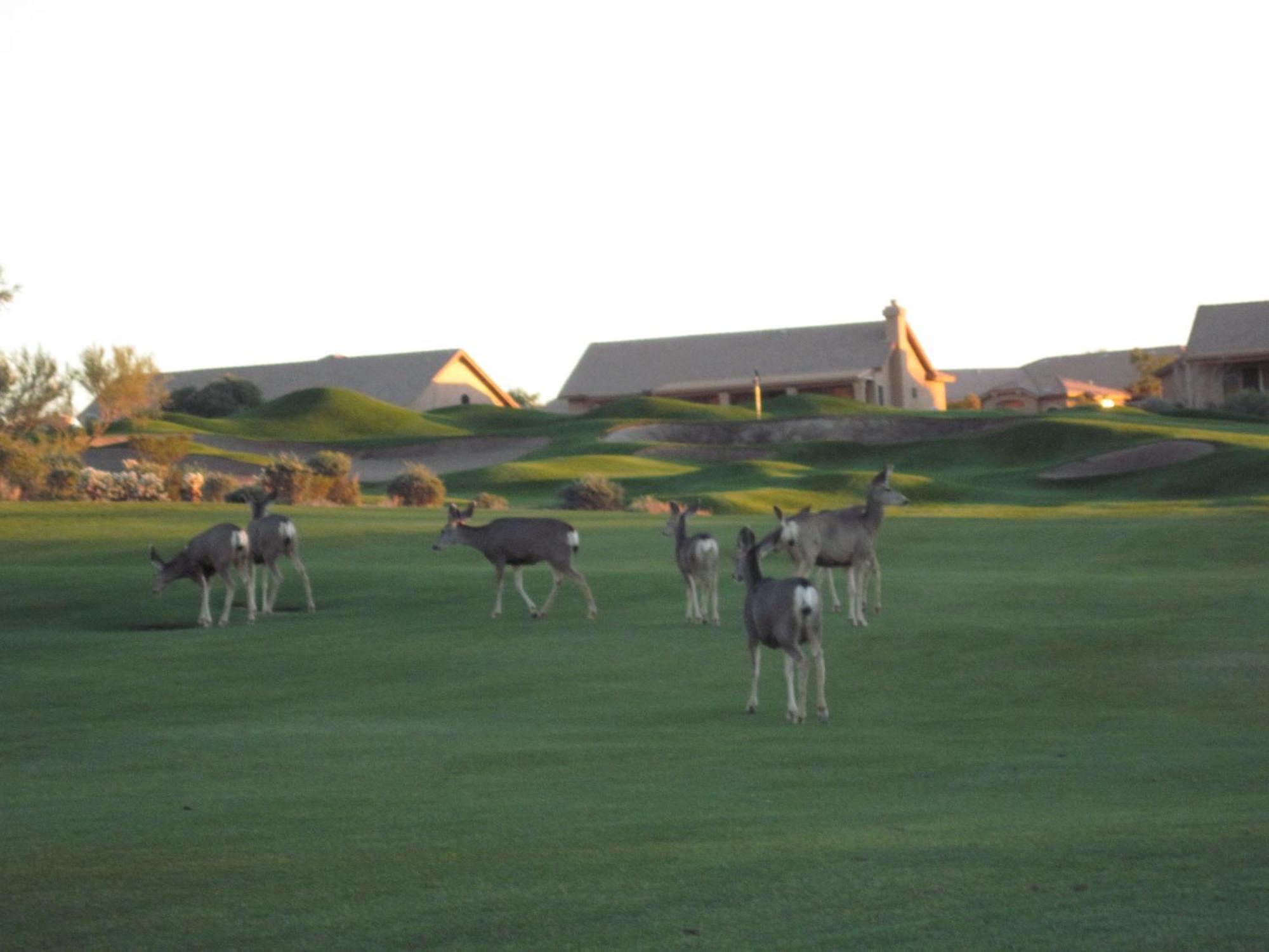 Gold Canyon Golf Resort Kamer foto